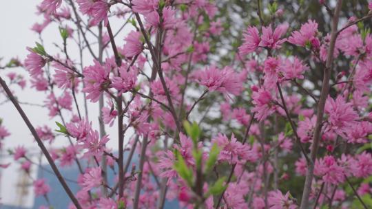 春天桃花盛开