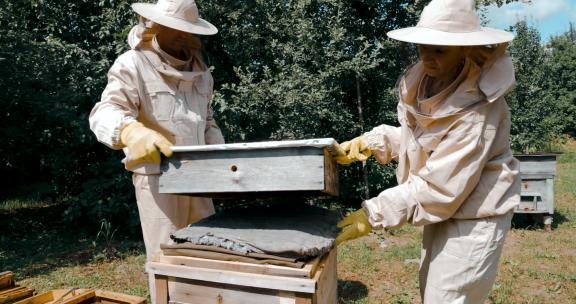 养蜂人 蜂蜜 采蜂蜜