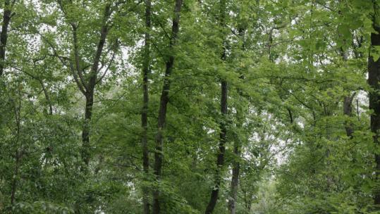 缓缓上升的视角森林中翠绿的树木视频素材模板下载