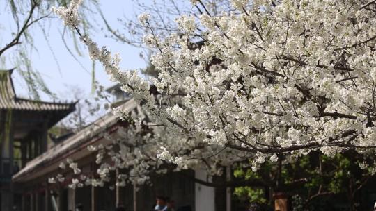 济南五龙潭，春季樱花植物盛开洁白如雪