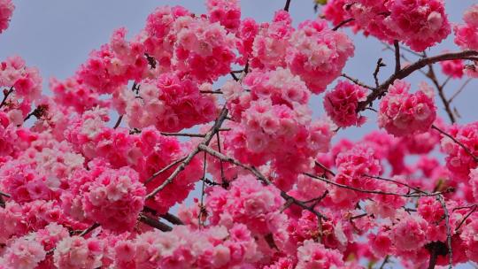 春暖花开樱花盛开景观视频素材模板下载
