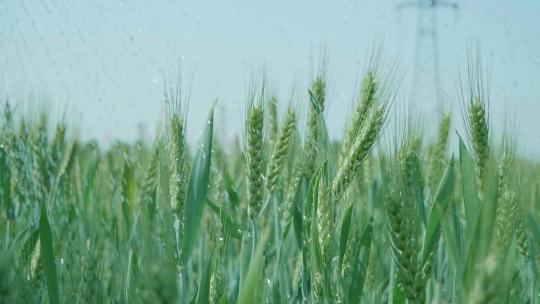 小麦麦田麦穗青小麦灌浆期唯美麦穗视频素材模板下载
