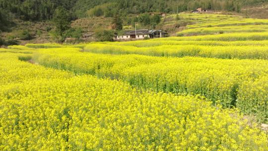 大片油菜花海航拍素材田野美丽乡村振兴春天