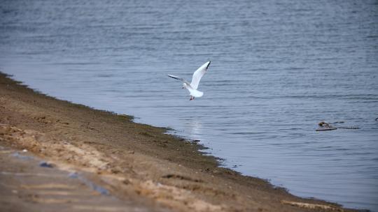 海边海鸥飞翔湖边水鸟海鸟捕鱼生态湿地
