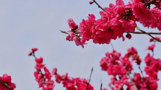 春暖花开桃花盛开