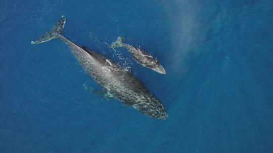 座头鲸妈妈带着宝宝在海里游泳