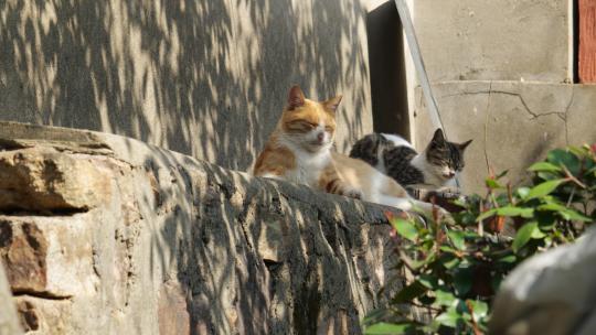 可爱猫咪4K实拍镜头