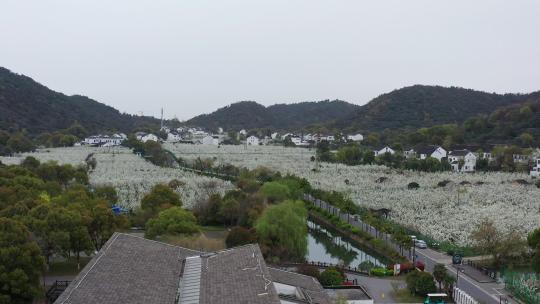 苏州树山地区春季原生态花开季节