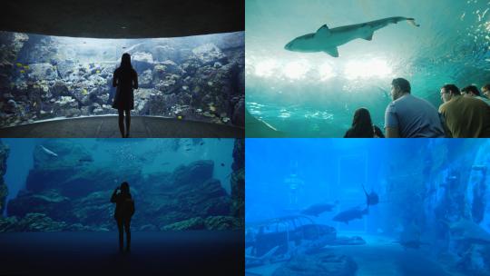 【合集】水族馆 鱼类 近距离观赏 蓝色