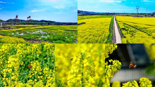 油菜花海蜜蜂春天蜜蜂采蜜油菜田高清在线视频素材下载