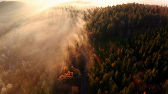 茂密的森林朝阳朝霞日出云雾缭绕