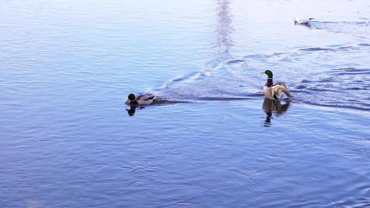 平静的水面上，一对绿头鸭在游泳
