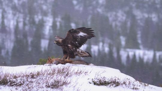 雄鹰捕食狐狸雪中进食