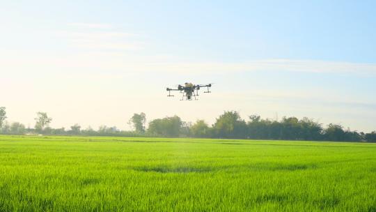 无人机在农田上喷洒肥料和农药 (1)