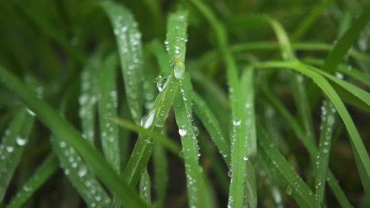 小草叶子上的水滴