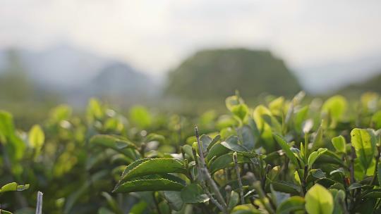 茶叶特写