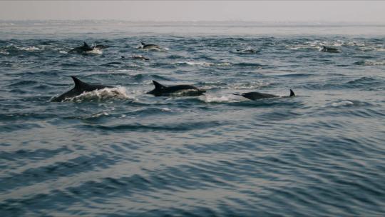升格海豚跃出水面