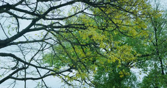 秋天 秋天落叶 秋天风景
