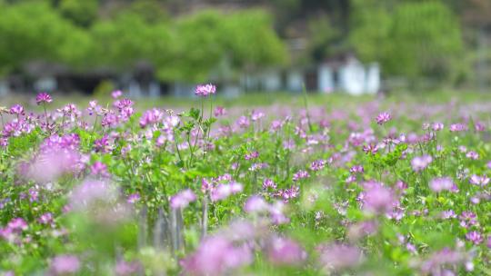 春天紫云英花海蜜蜂美丽乡村振兴视频素材