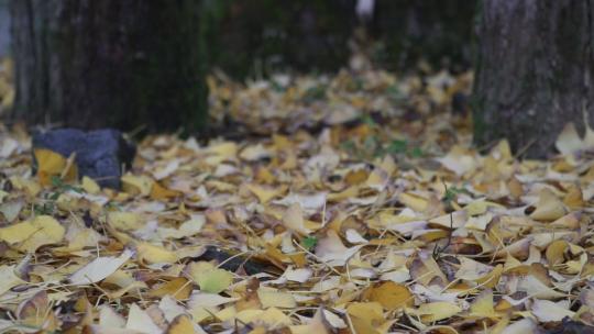 实拍人和狗从满是落叶的地面上走过升格视频素材模板下载