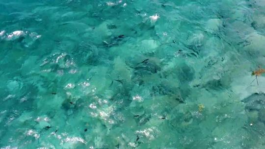从空中无人机俯瞰海洋生物，大量触发鱼在绿松石水中
