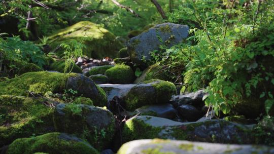 4k森林大自然流水风景树林山水自然山山川