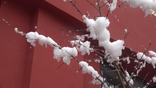 下雪时挂着厚厚积雪的树枝4视频素材模板下载