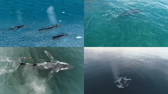 【合集】鲸鱼 鲸鱼跃起视频素材模板下载