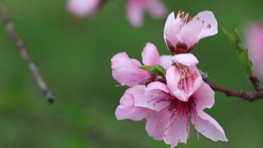 春风之中舞动的桃花