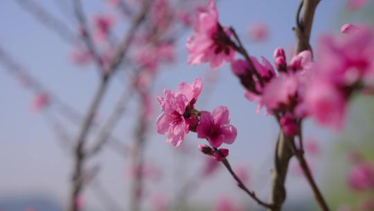 春天桃花蜜蜂采蜜