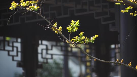 春天发芽树枝传统中式园林建筑凉亭屋檐瓦片视频素材模板下载