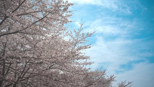 贵州平坝樱花实拍