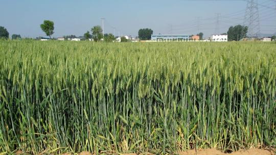 小麦 麦穗 青小麦 小麦灌浆期 粮食航拍视频素材模板下载
