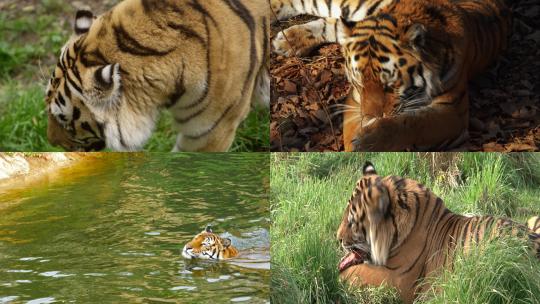 [合集]老虎慢动作喝水游泳