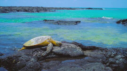 海龟在岩石上冷却的镜头