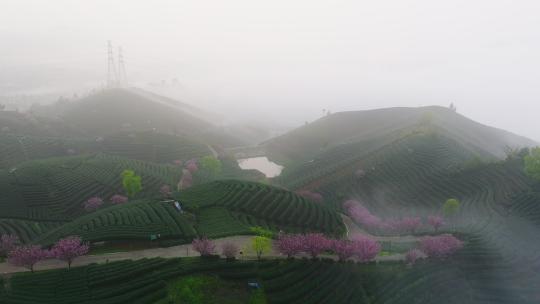 杭州富阳拔山村樱花树茶园乡村云雾航拍