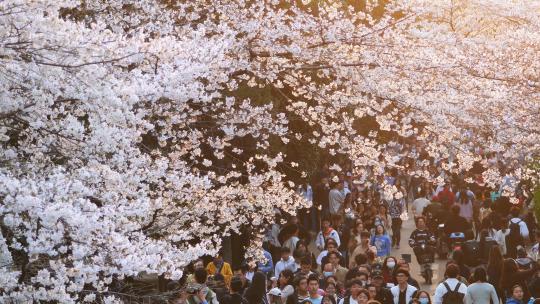 航拍春天武汉街头樱花树赏樱花的游客视频素材模板下载