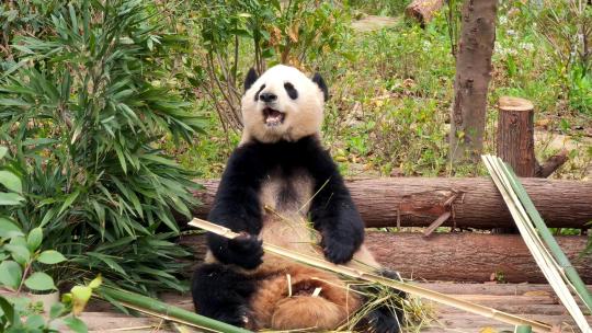 成都大熊猫繁育研究基地吃竹子的大熊猫视频素材模板下载