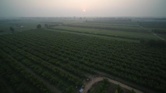 河北深州大桃航拍种植园夕阳