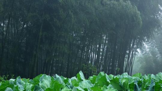 蜀南竹海 竹林边的白菜地 雨景