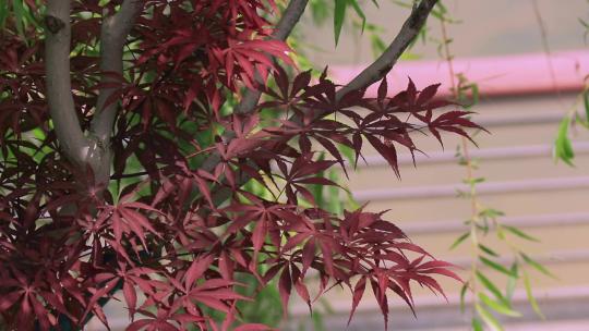 红枫树紫红鸡爪槭红叶小鸡爪槭红颜枫树