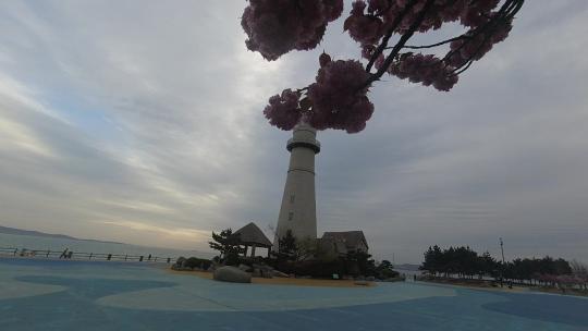 威海悦海公园樱花丛中的悦海灯塔