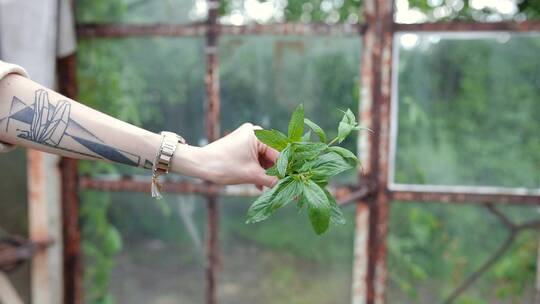 一个纹身手臂的女人拿着绿叶植物特写