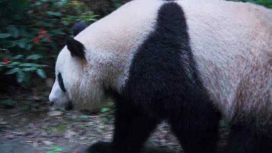 大熊猫的精彩画面