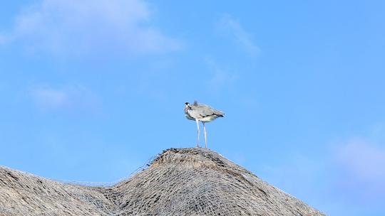 茅草屋顶上海鸟