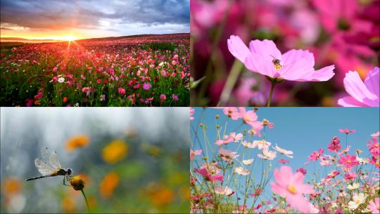 花园花丛花朵蜜蜂蜻蜓格桑花波斯菊花海日出