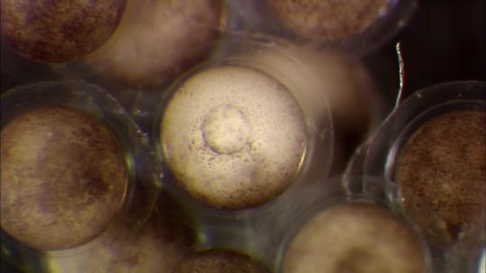 显微镜下的生物细胞