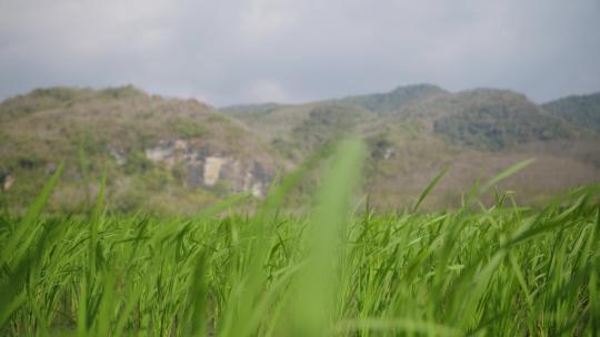 农民在稻田里收割稻谷收割农田现代农业丰收
