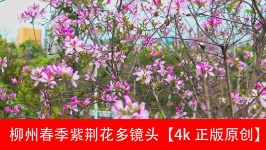 广西柳州春季紫荆花