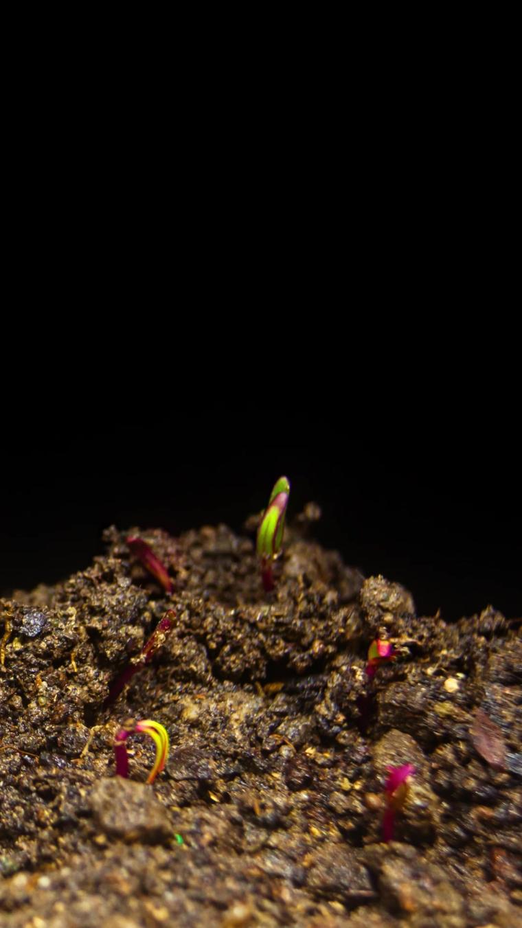 种子发芽的过程